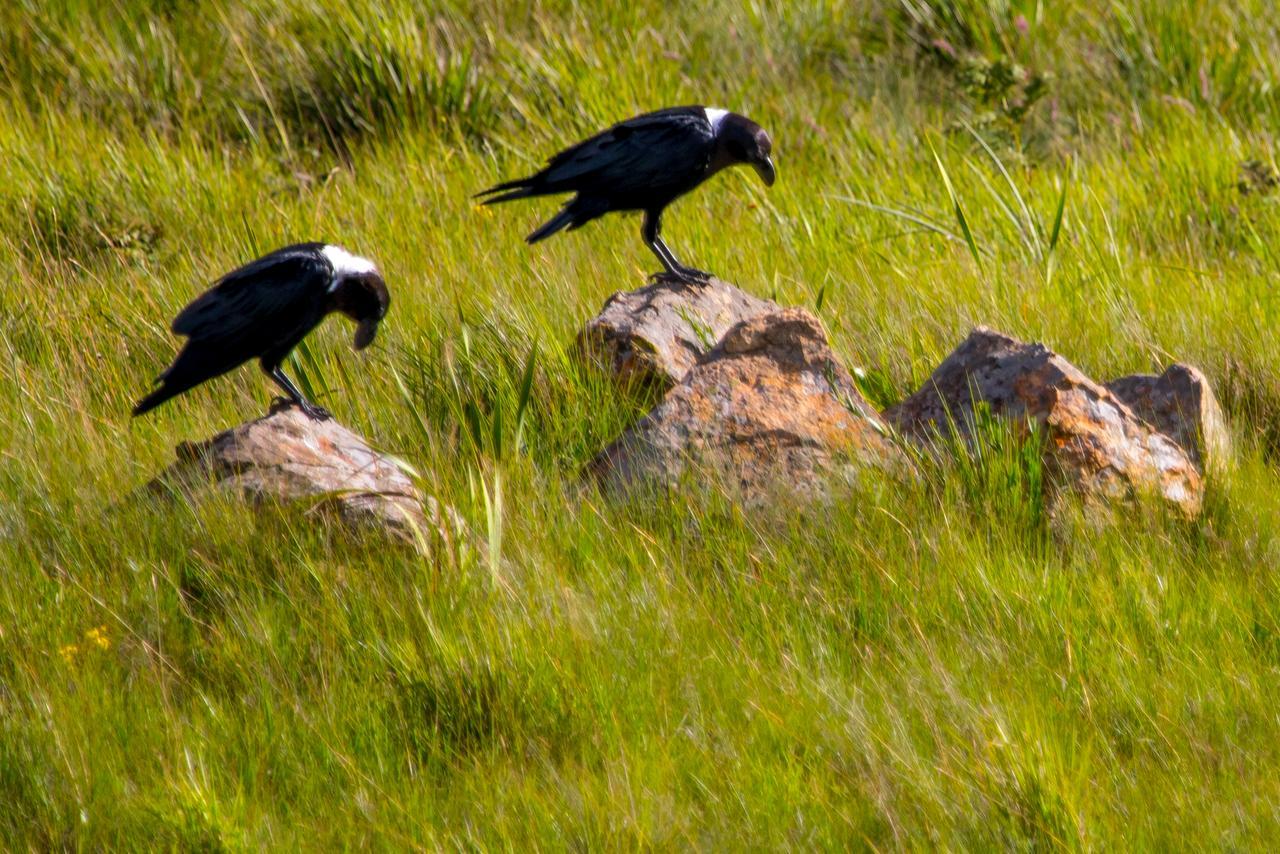 Greenfire Drakensberg Lodge Bonjaneni المظهر الخارجي الصورة