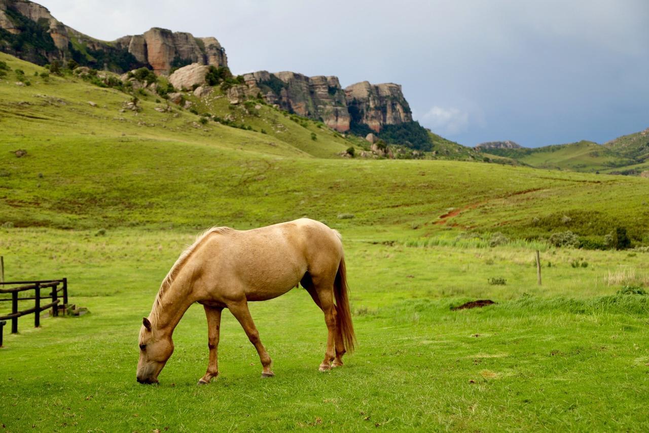 Greenfire Drakensberg Lodge Bonjaneni المظهر الخارجي الصورة